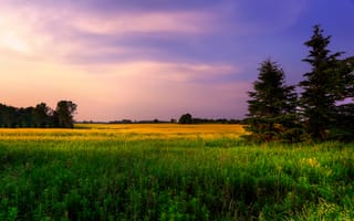 Картинка сельскохозяйственная земля, зеленые поля, фиолетовое небо, сосны, луг, пейзаж