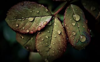 Картинка мокрые листья, дождливая погода, капли воды, капли дождя, шаблон, макрос, HDR, 5к, крупным планом