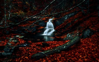 Картинка водопады, осень, красные листья, листва, опавшие листья, темный лес, живописный, 5к, леса, водный поток