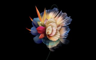Картинка абстрактный цветок, многоцветный, 5к, запас, честь, черный