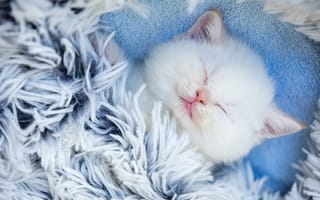 Картинка милый котенок, спать, восхитительный, белая кошка, пушистый