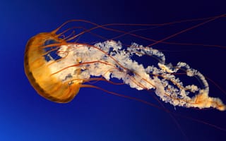 Картинка медуза, Windows 7, запас, вода, под водой