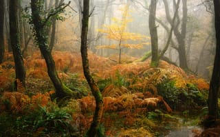 Картинка туманный, осенний лес, падать, 5 тыс., эстетический, густой лес