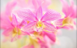 Картинка орхидеи, розовые, цветы