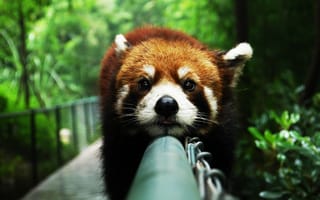 Картинка панда, ушки, рыжая панда, перила, зоопарк, любопытство, перекладина, взгляд, животное, мордочка, носик