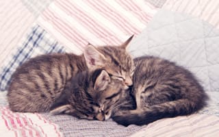 Картинка котята, кошки, сон, котики, уют, спящие котята, малыши, коты, домашние животные, одеяло, спокойствие, нежность