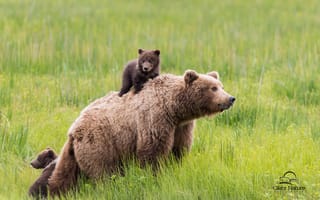 Картинка Медведь, семья, спиногрызы, трава, медведи, маленькие