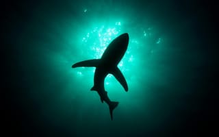 Картинка тень, вода, глубина, акула