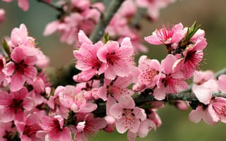 Картинка весна, дерево, розовый, природа, ветки, цветы, яблоня