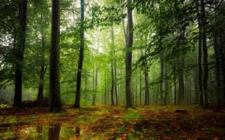 Картинка природа, туман, лес, деревья, лужи