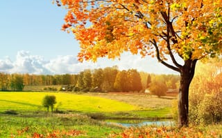 Картинка Дерево, листопад, Пруд, оранжевый, Осень, Оттенки, пейзаж, Рыжих
