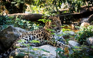Картинка хищник, лежит, заросли, отдых, амурский леопард, леопард, дикая кошка