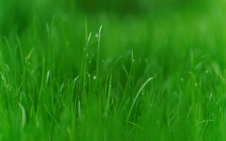 Картинка трава, зелень
