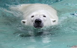 Картинка вода, животные, белый медведь