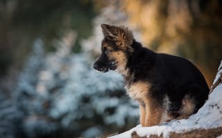Картинка снег, Зима, щенок, немецкая овчарка, собака, животное, овчарка