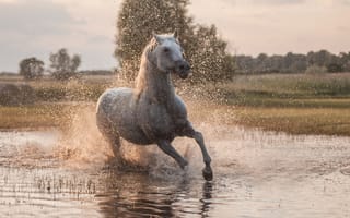 Картинка лошадь, вода, река, конь, природа, брызги, бег