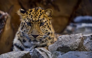 Картинка дикая кошка, леопард, амурский леопард