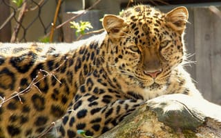 Картинка дикая кошка, леопард, амурский