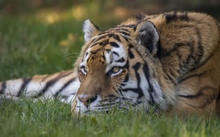 Картинка Амурский тигр, животное, хищник