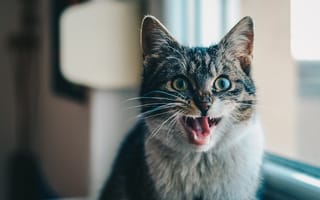 Картинка кошка, кричать, глядит в сторону, открытый рот