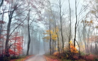 Картинка туман, осенние цвета, деревья