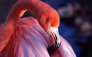 Картинка фламинго, шея, розовый