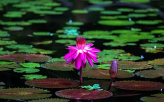 Картинка Water Lilies, красивые цветы, водоём, красивый цветок, водяные лилии, цветок, водяная лилия, цветы, водяная красавица, флора