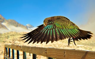 Картинка птицы, полет, лапки, забор, зеленые перья, клюв, крылья