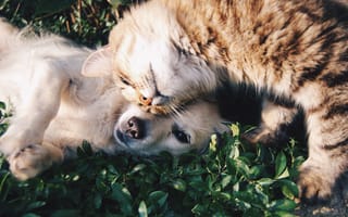 Картинка трава, кошки, милая, собака, друг, котенок, усы, фауна, позвоночные, кошки мелких и средних размеров, кошка как млекопитающее, животное, породная группа собак, кошка, млекопитающее