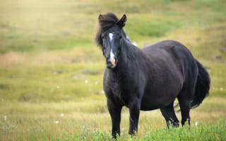 Картинка лошадь, кобыла, животные, трава, черный, величественная