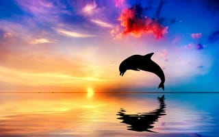 Картинка дельфин, океан, закат, прыгать, рыбы
