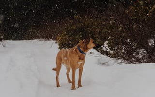 Картинка собакоподобное млекопитающее, млекопитающее, снег, снежный покров, питомец, зима, животное, сезон, собаки, собака, погода