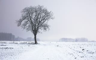 Картинка туман, поле, природа, холодный, снежная буря, мороз, ледяной, только, зимняя буря, дерево, замораживание, атмосферное явление, снег, ветвь, ночь, погода, утро, сезон, зима