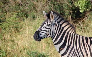 Картинка природа, дикие, млекопитающее, Африка, Южная Африка, лошадь как млекопитающее, фауна, зебра, бесплатные фотографии, дикая природа, животные, Сафари