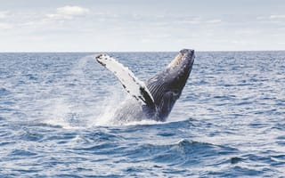 Картинка млекопитающее, горбатый кит, позвоночные, короткоклювый обыкновенный дельфин, прыгать, Соединенные Штаты, серый кит, плавник, прорыв, киты дельфины и морские свиньи, морское млекопитающее, животное, океан, горбатый, морской, море, кит, подводный мир, всплеск, нарушение, ветровая волна, дикая природа, смотреть
