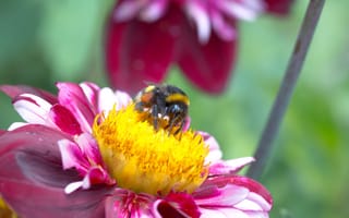 Картинка цветок, насекомые, пчела, насекомое, опыление