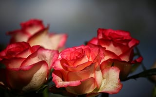 Картинка макросъёмка, растение, стебель растения, флорибунда, розы, красный, китайская роза, лето, цветущее растение, порядок роз, розовая семья, роза сентифолия, флора, флористика, цветы, компьютерные, природа, розовый, роза, цветок, садовые розы, бутон, весна, крупным планом, натюрморт-съёмка, лепесток, праздник