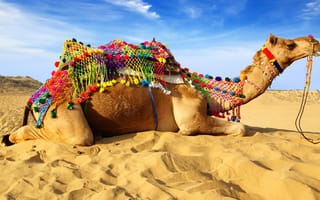 Картинка верблюд, десерт, животные, песок, лежа