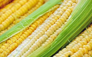 Картинка кукуруза в початках, сладкая кукуруза, блюдо, кукурузные ядра, кукуруза, вегетарианская еда, еда, растение, овощи, продукт, кухня, свежий, сельское хозяйство