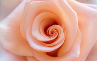 Картинка рука, природа, растение, лосось, цветок, бесплатные фотографии, макросъёмка, свадебные, близко, свет и тень, роза, шниттблюм, цветущее растение, цветы, розовая семья, lichtspiel, крупным планом, порядок роз, цветения, букет роз, наземное растение, лепесток, садовые розы, розовый