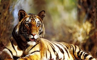 Картинка тигр, осень, кошки, хищник, животные, король
