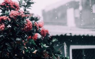 Картинка дождь, растения, розовые цветы, цветы, холодный, зима
