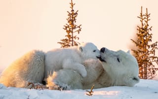 Картинка детеныш, закат, белые медведи, милая, снег, дневной, холодный, семья, животные