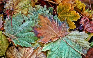Картинка осенние листья, клен, природа, близко, разное