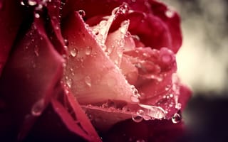 Картинка красный, дождь, наземное растение, розовый, цветущее растение, цвет, фотографии, растение, роза, влаги, розовая семья, садовые розы, крупным планом, лепесток, цветы, роса, цветок, капли росы, макросъёмка