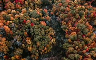 Картинка лес, осень, с верху, ручей, краски, пейзажи