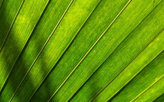 Картинка зеленые листья, структура, текстура, полосы, текстуры