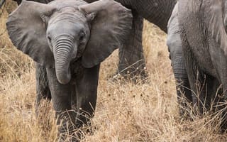 Картинка приключения, багажник, позвоночные, национальный парк серенгети, фауна, слоны, Саванна, Африка, слон, африканский слон, танзания, млекопитающие, индийский слон, природа серенгети, животные, серенгети, слоненок, Сафари, слоновьи дети, слоны и мамонты, дикая природа, млекопитающее
