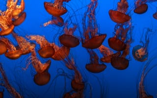Картинка вода, лист, биология моря, отражение, подводный мир, макросъёмка, подводный, синий, биология, организм, цветок, оранжевый, беспозвоночный, медузы, иллюстрация