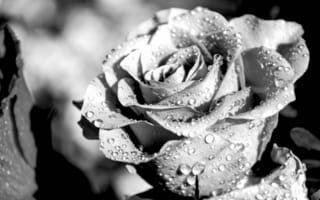 Картинка роза, монохромный, лепестки, печаль, капли воды, цветы